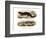 Tree Skink-null-Framed Giclee Print