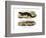 Tree Skink-null-Framed Giclee Print