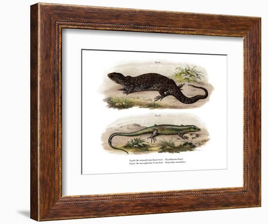 Tree Skink-null-Framed Giclee Print