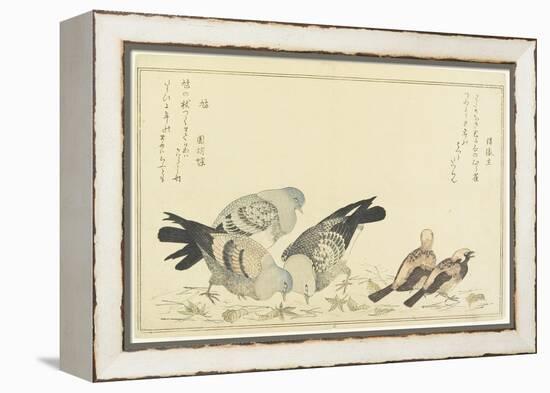 Tree Sparrow and Rock Dove, C. 1790-Kitagawa Utamaro-Framed Premier Image Canvas