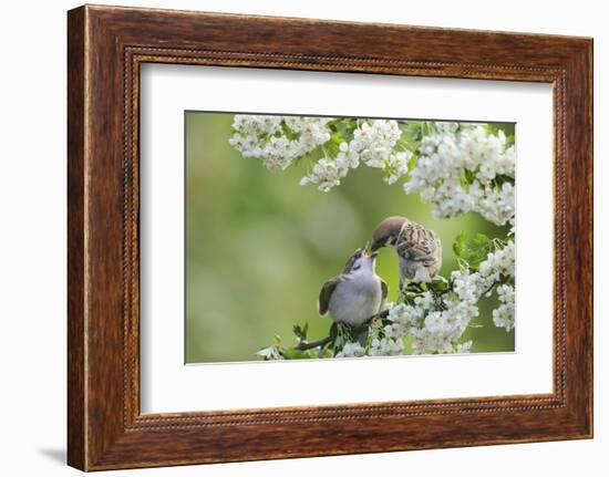 Tree Sparrow (Passer Montanus) Feeding A Fledgling-Fergus Gill-Framed Photographic Print