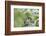 Tree Sparrow (Passer Montanus) Feeding A Fledgling-Fergus Gill-Framed Photographic Print