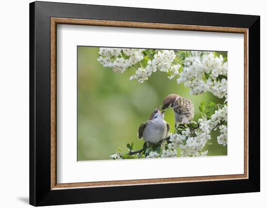 Tree Sparrow (Passer Montanus) Feeding A Fledgling-Fergus Gill-Framed Photographic Print