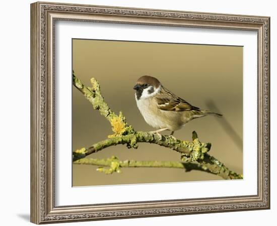 Tree Sparrow Perched on Lichen Covered Twig, Lincolnshire, England, UK-Andy Sands-Framed Photographic Print