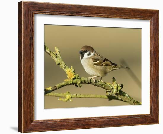 Tree Sparrow Perched on Lichen Covered Twig, Lincolnshire, England, UK-Andy Sands-Framed Photographic Print