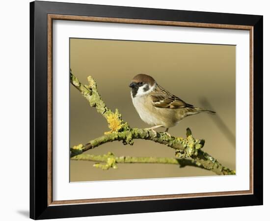 Tree Sparrow Perched on Lichen Covered Twig, Lincolnshire, England, UK-Andy Sands-Framed Photographic Print