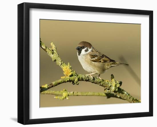 Tree Sparrow Perched on Lichen Covered Twig, Lincolnshire, England, UK-Andy Sands-Framed Photographic Print