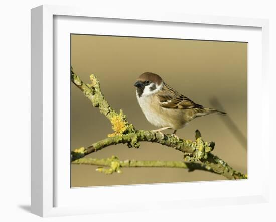 Tree Sparrow Perched on Lichen Covered Twig, Lincolnshire, England, UK-Andy Sands-Framed Photographic Print