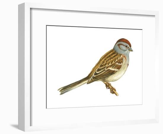 Tree Sparrow (Spizella Arborea), Birds-Encyclopaedia Britannica-Framed Art Print