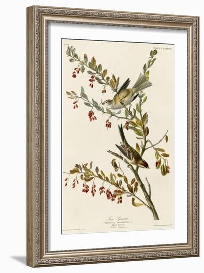 Tree Sparrow-null-Framed Giclee Print