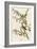 Tree Sparrow-null-Framed Giclee Print