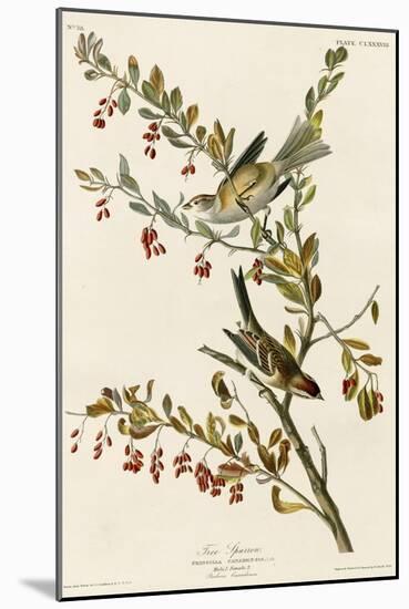 Tree Sparrow-null-Mounted Giclee Print