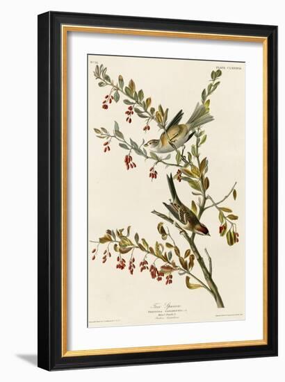 Tree Sparrow-null-Framed Giclee Print