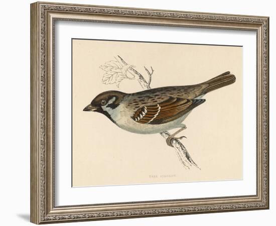 Tree Sparrow-Reverend Francis O. Morris-Framed Art Print