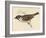 Tree Sparrow-Reverend Francis O. Morris-Framed Art Print