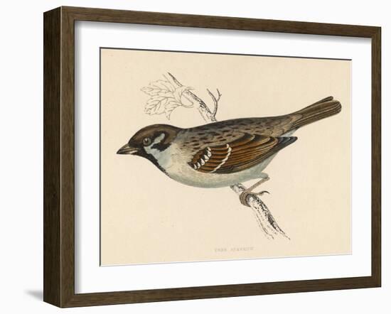 Tree Sparrow-Reverend Francis O. Morris-Framed Art Print