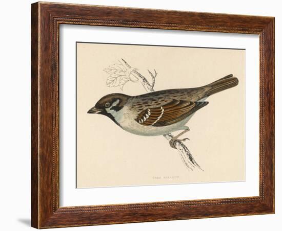 Tree Sparrow-Reverend Francis O. Morris-Framed Art Print