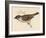 Tree Sparrow-Reverend Francis O. Morris-Framed Art Print