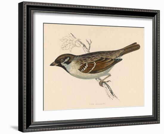 Tree Sparrow-Reverend Francis O. Morris-Framed Art Print
