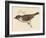 Tree Sparrow-Reverend Francis O. Morris-Framed Art Print