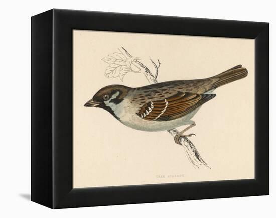 Tree Sparrow-Reverend Francis O. Morris-Framed Stretched Canvas