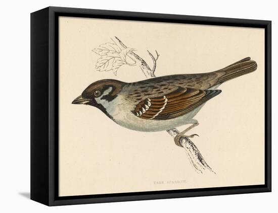 Tree Sparrow-Reverend Francis O. Morris-Framed Stretched Canvas
