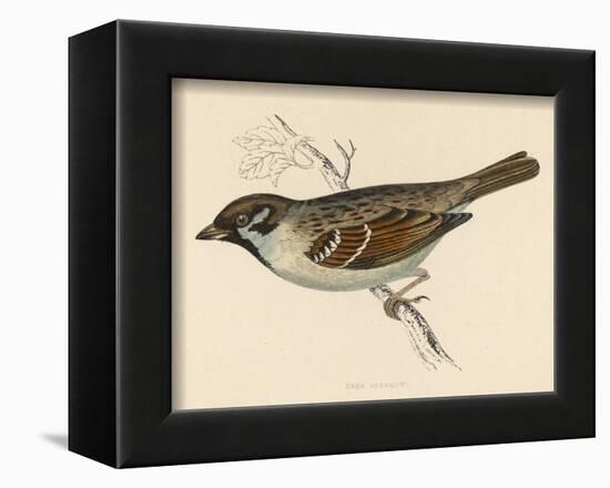 Tree Sparrow-Reverend Francis O. Morris-Framed Art Print