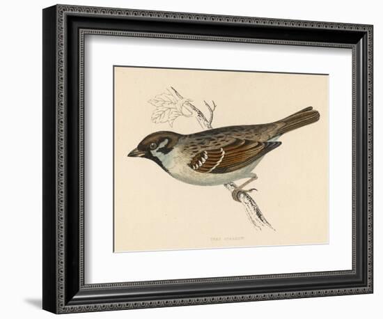 Tree Sparrow-Reverend Francis O. Morris-Framed Art Print