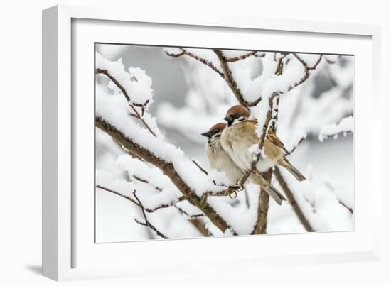 Tree sparrows (Passer montanus) in snow, Bavaria, Germany, March-Konrad Wothe-Framed Photographic Print