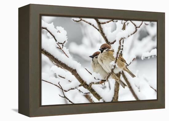 Tree sparrows (Passer montanus) in snow, Bavaria, Germany, March-Konrad Wothe-Framed Premier Image Canvas
