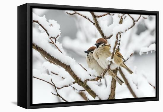 Tree sparrows (Passer montanus) in snow, Bavaria, Germany, March-Konrad Wothe-Framed Premier Image Canvas