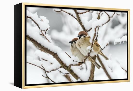 Tree sparrows (Passer montanus) in snow, Bavaria, Germany, March-Konrad Wothe-Framed Premier Image Canvas