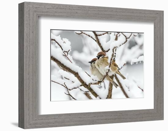 Tree sparrows (Passer montanus) in snow, Bavaria, Germany, March-Konrad Wothe-Framed Photographic Print