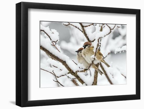 Tree sparrows (Passer montanus) in snow, Bavaria, Germany, March-Konrad Wothe-Framed Photographic Print