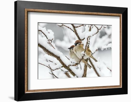 Tree sparrows (Passer montanus) in snow, Bavaria, Germany, March-Konrad Wothe-Framed Photographic Print