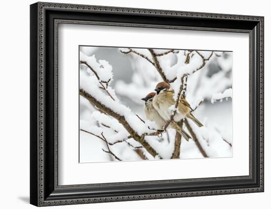 Tree sparrows (Passer montanus) in snow, Bavaria, Germany, March-Konrad Wothe-Framed Photographic Print