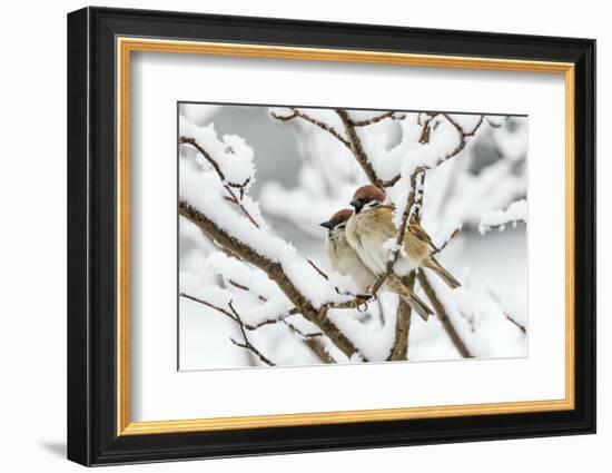 Tree sparrows (Passer montanus) in snow, Bavaria, Germany, March-Konrad Wothe-Framed Photographic Print