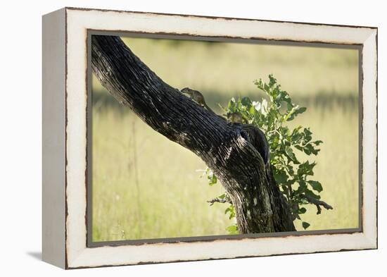Tree Squirrel (Paraxerus Cepapi), South Luangwa National Park, Zambia, Africa-Janette Hill-Framed Premier Image Canvas