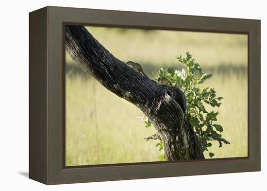 Tree Squirrel (Paraxerus Cepapi), South Luangwa National Park, Zambia, Africa-Janette Hill-Framed Premier Image Canvas