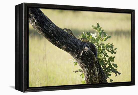 Tree Squirrel (Paraxerus Cepapi), South Luangwa National Park, Zambia, Africa-Janette Hill-Framed Premier Image Canvas