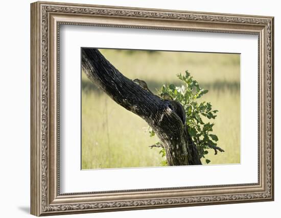 Tree Squirrel (Paraxerus Cepapi), South Luangwa National Park, Zambia, Africa-Janette Hill-Framed Photographic Print