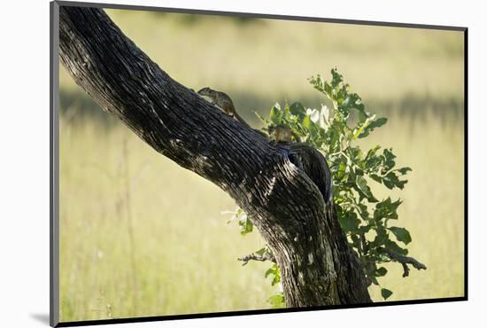 Tree Squirrel (Paraxerus Cepapi), South Luangwa National Park, Zambia, Africa-Janette Hill-Mounted Photographic Print