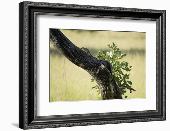 Tree Squirrel (Paraxerus Cepapi), South Luangwa National Park, Zambia, Africa-Janette Hill-Framed Photographic Print