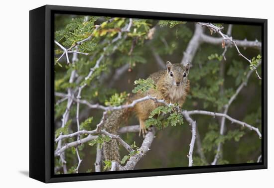 Tree Squirrel (Smith's Bush Squirrel) (Yellow-Footed Squirrel) (Paraxerus Cepapi), Africa-James Hager-Framed Premier Image Canvas