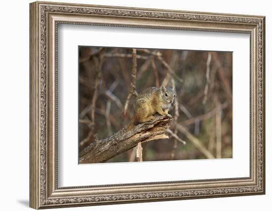 Tree Squirrel (Smith's Bush Squirrel) (Yellow-Footed Squirrel) (Paraxerus Cepapi), Africa-James Hager-Framed Photographic Print