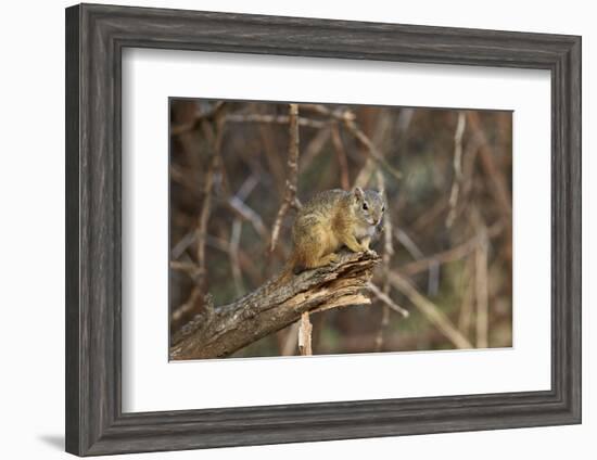 Tree Squirrel (Smith's Bush Squirrel) (Yellow-Footed Squirrel) (Paraxerus Cepapi), Africa-James Hager-Framed Photographic Print