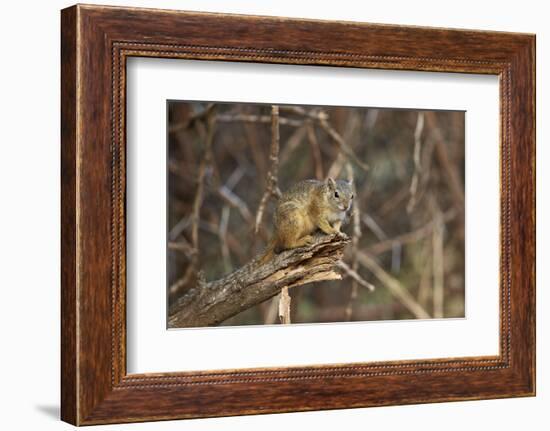 Tree Squirrel (Smith's Bush Squirrel) (Yellow-Footed Squirrel) (Paraxerus Cepapi), Africa-James Hager-Framed Photographic Print