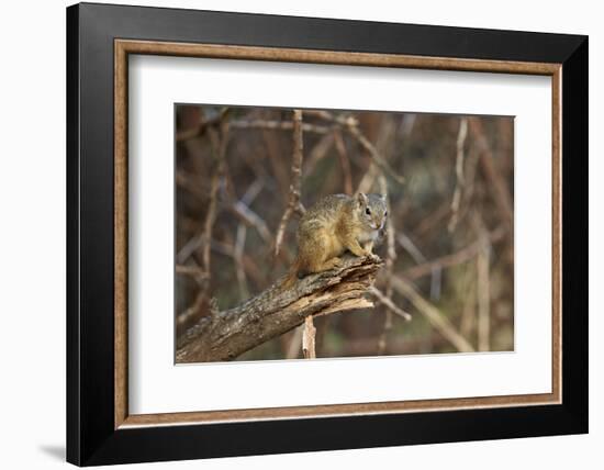 Tree Squirrel (Smith's Bush Squirrel) (Yellow-Footed Squirrel) (Paraxerus Cepapi), Africa-James Hager-Framed Photographic Print