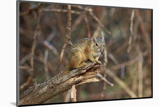 Tree Squirrel (Smith's Bush Squirrel) (Yellow-Footed Squirrel) (Paraxerus Cepapi), Africa-James Hager-Mounted Photographic Print