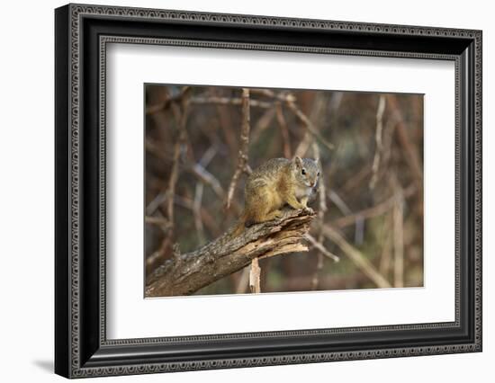 Tree Squirrel (Smith's Bush Squirrel) (Yellow-Footed Squirrel) (Paraxerus Cepapi), Africa-James Hager-Framed Photographic Print